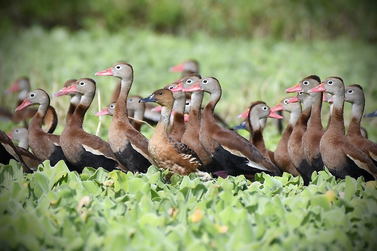 Fulvous Whistling-Duck - ML614249738