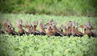 Fulvous Whistling-Duck, ML614249739