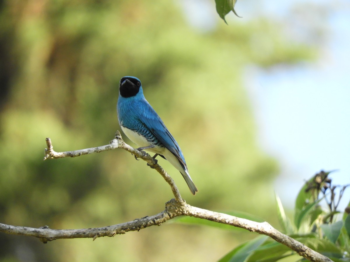 Swallow Tanager - ML614249868