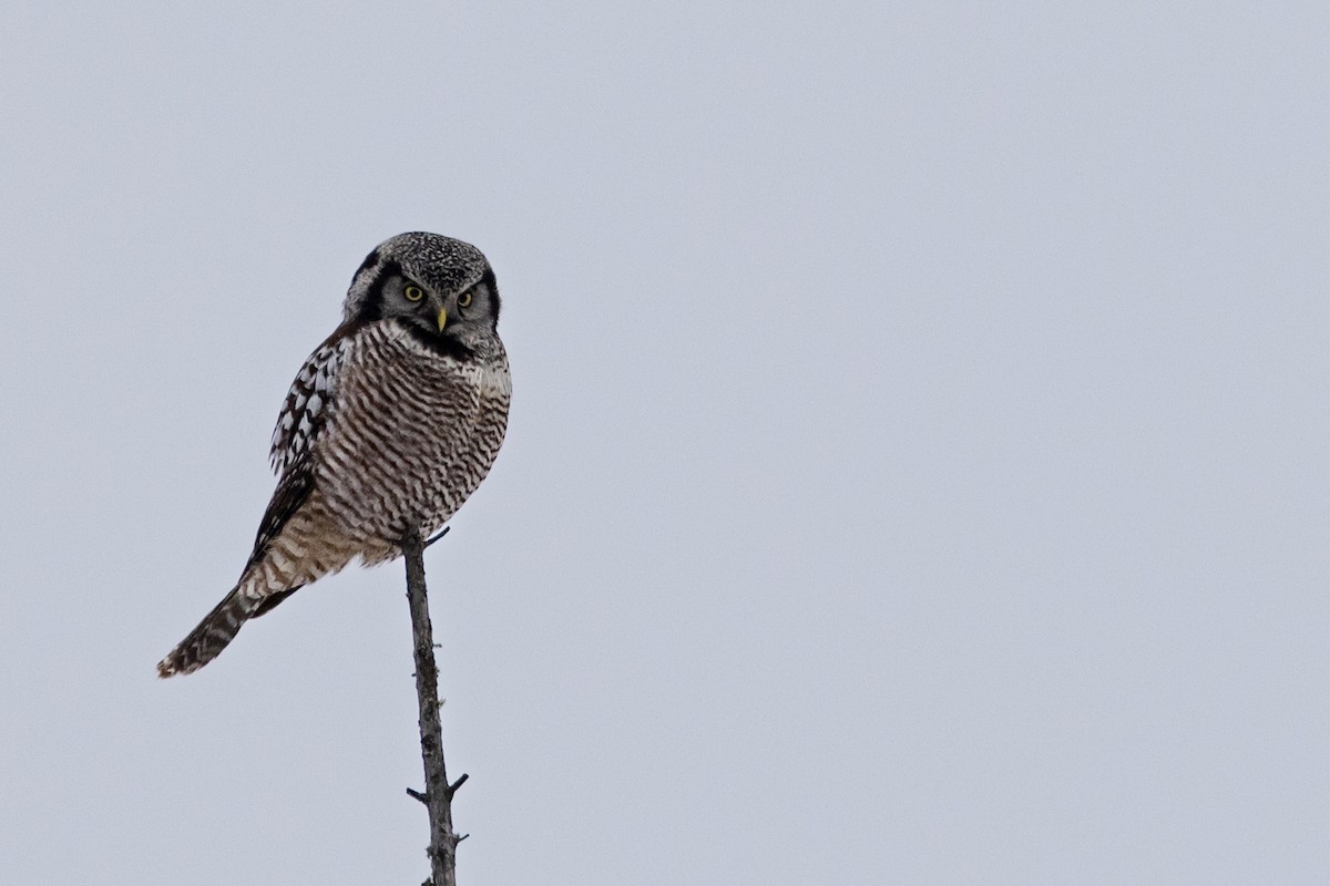 Northern Hawk Owl - ML614249918