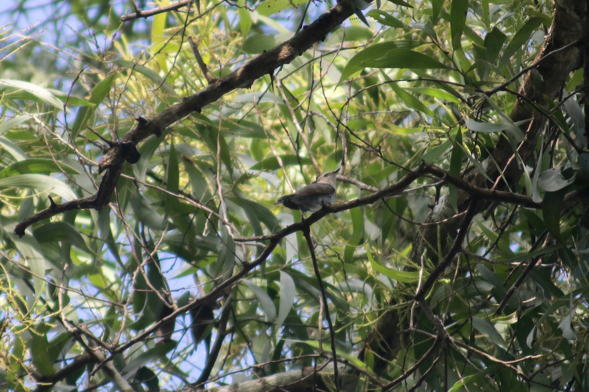 Little Bronze-Cuckoo (Little) - Supot Surapaetang