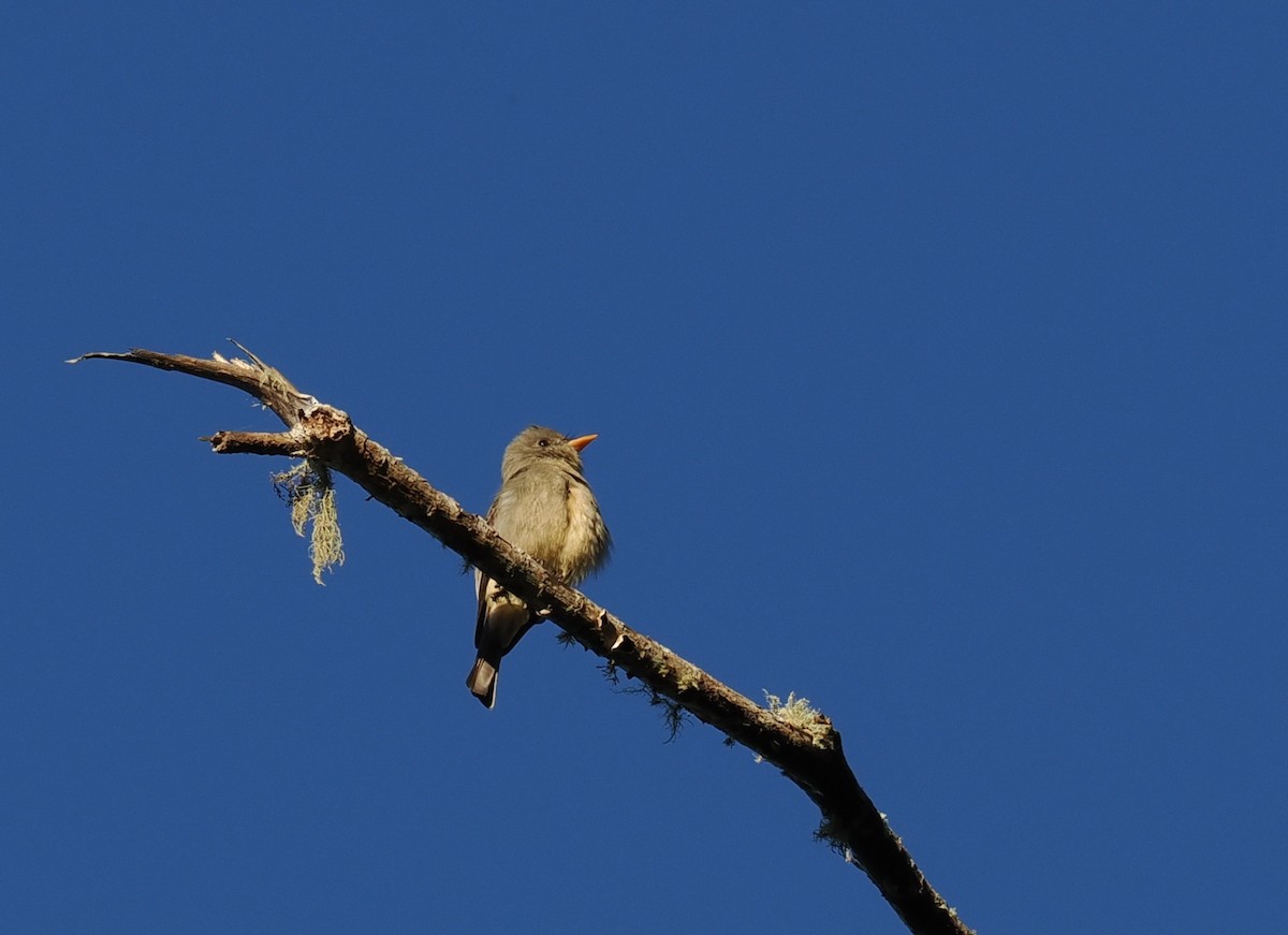 Greater Pewee (Mexican) - ML614250695