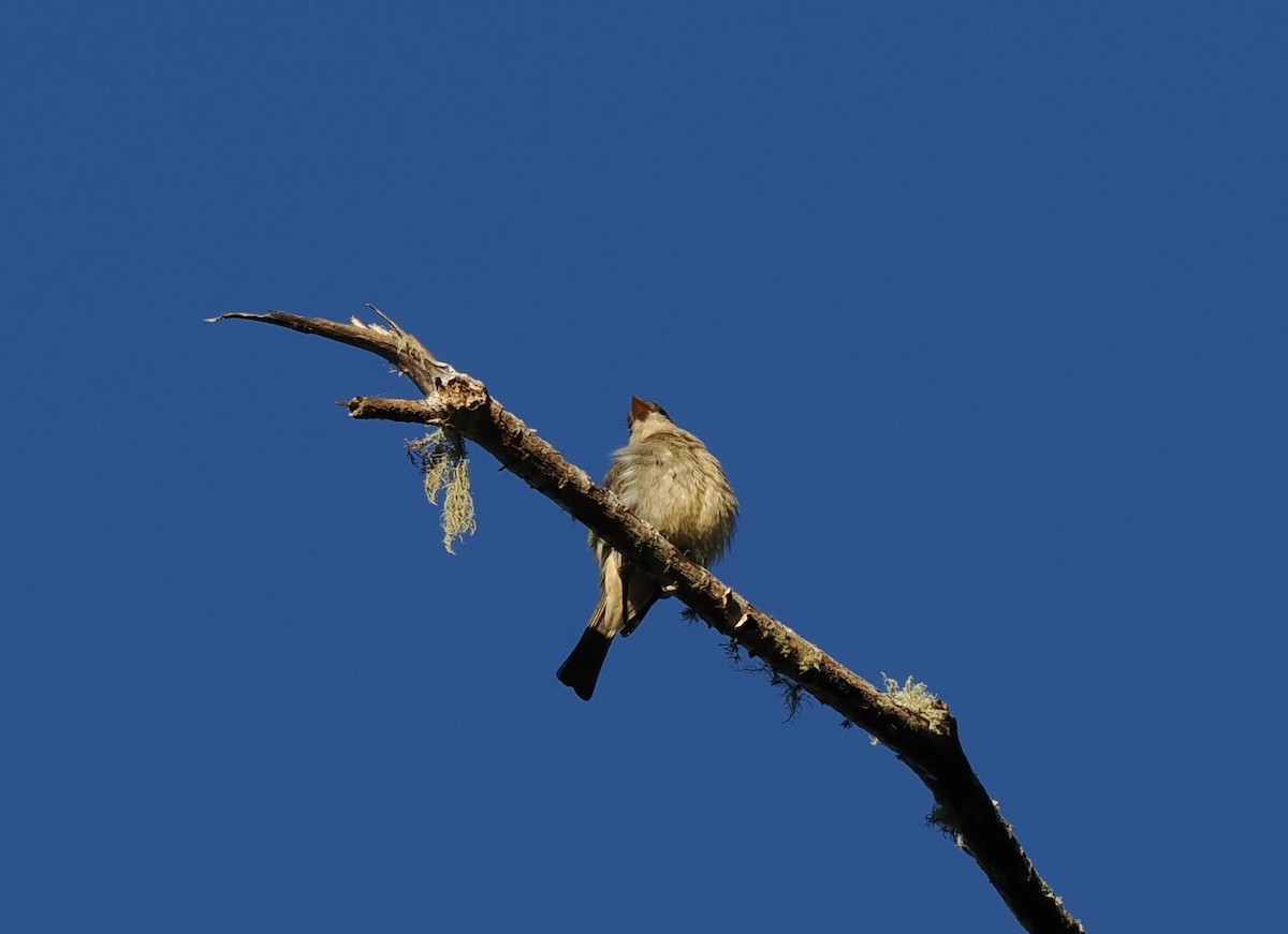 Greater Pewee (Mexican) - ML614250696
