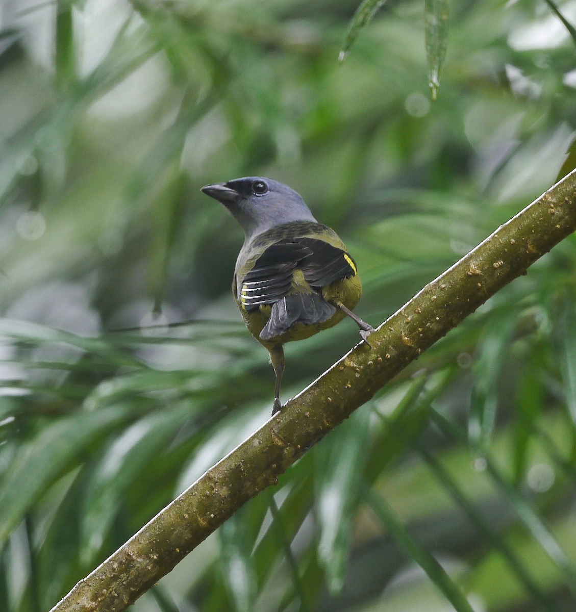 Yellow-winged Tanager - ML614250732