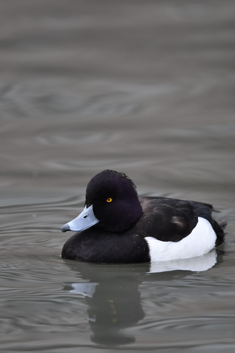 Tufted Duck - ML614250778