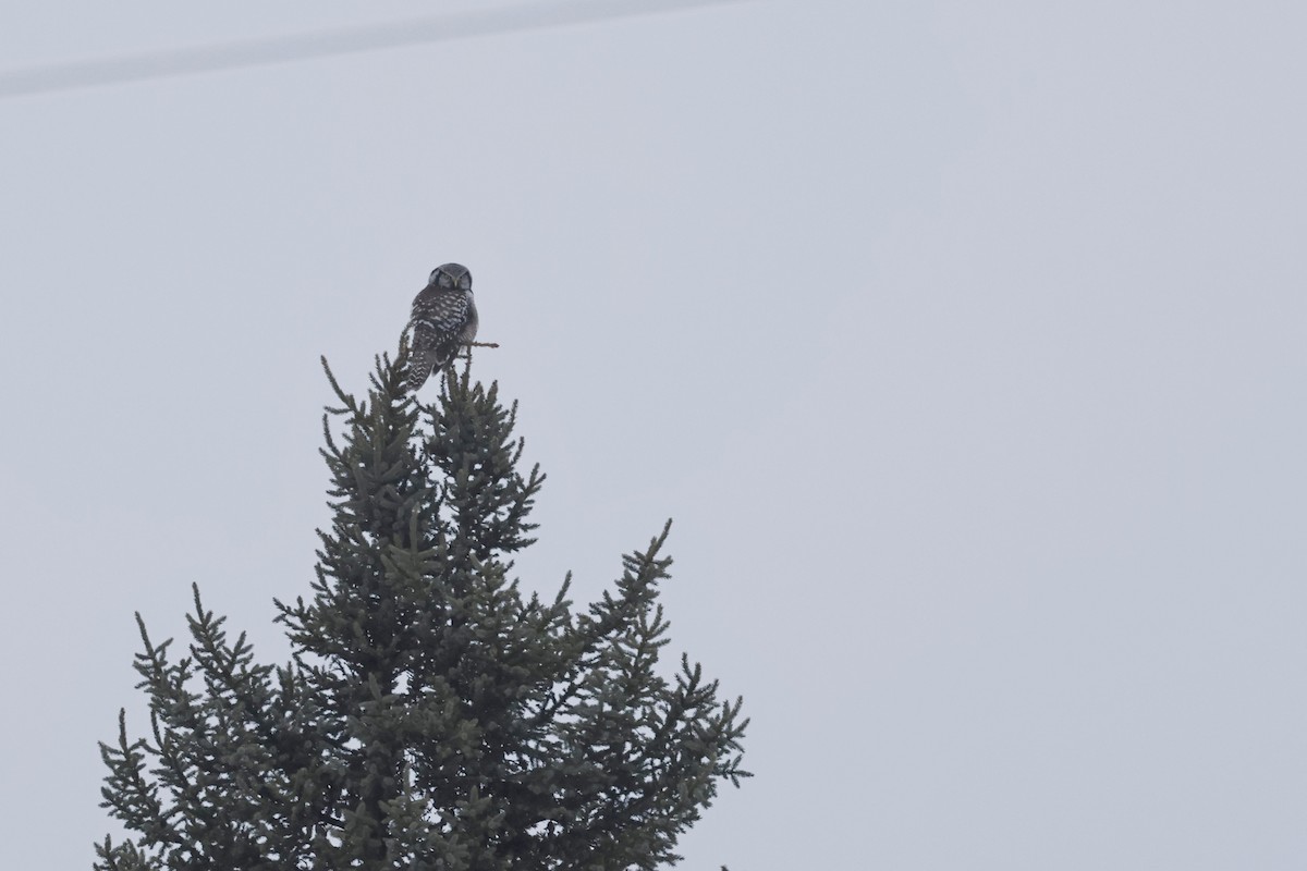 Northern Hawk Owl - ML614250859