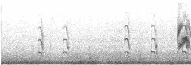 Sumru (longipennis) - ML614250933