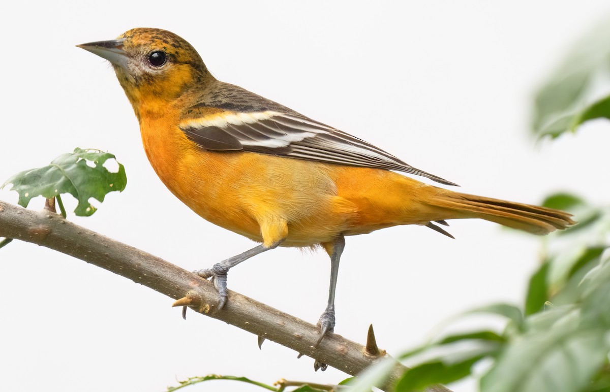 Baltimore Oriole - Mark Chappell