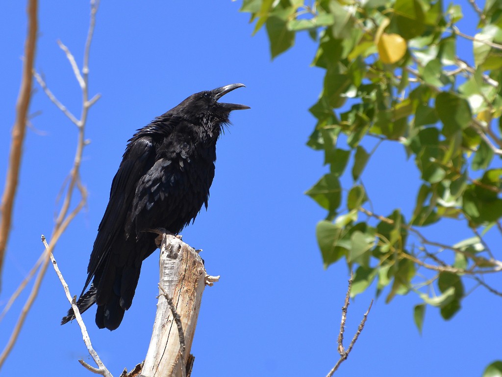 Common Raven - Donna Wadsley