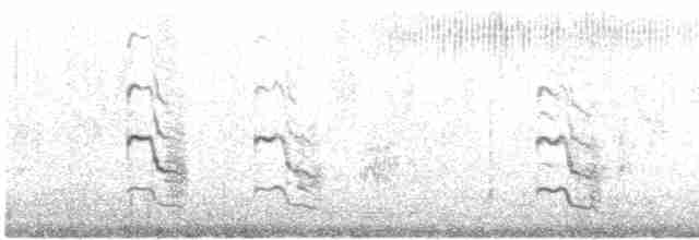 Sumru (longipennis) - ML614251138