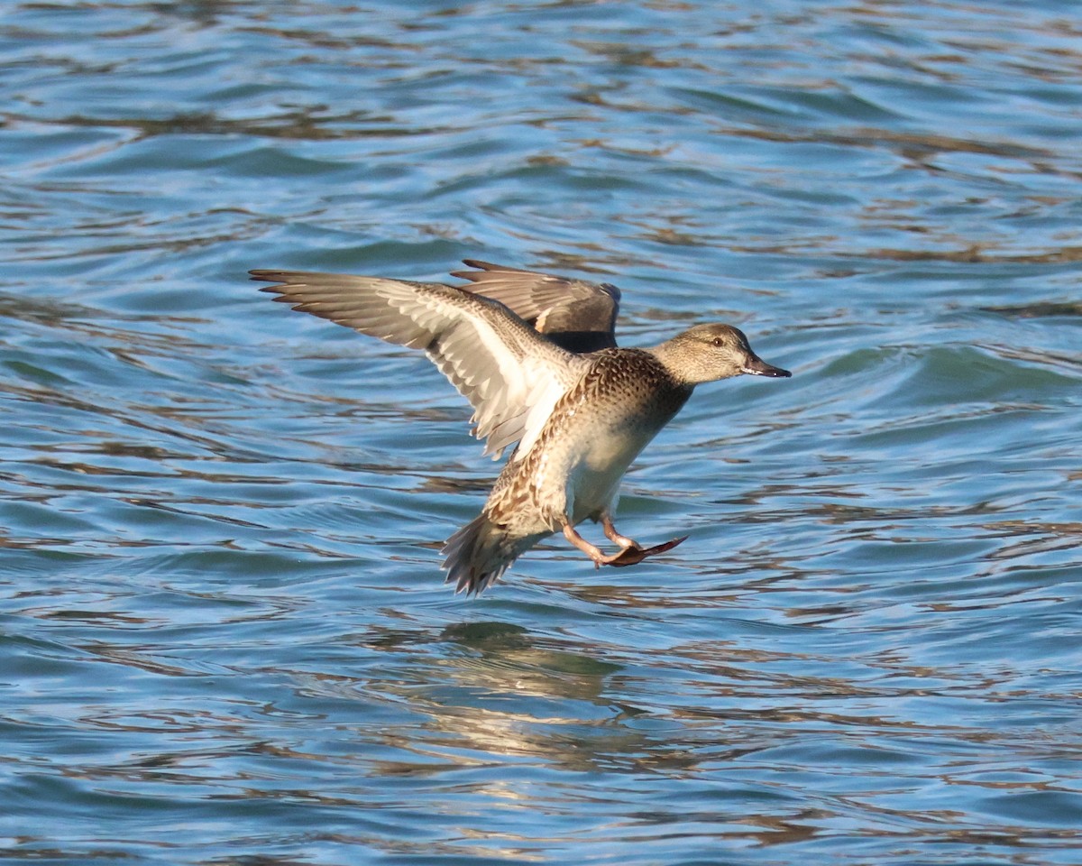 Green-winged Teal - ML614251242