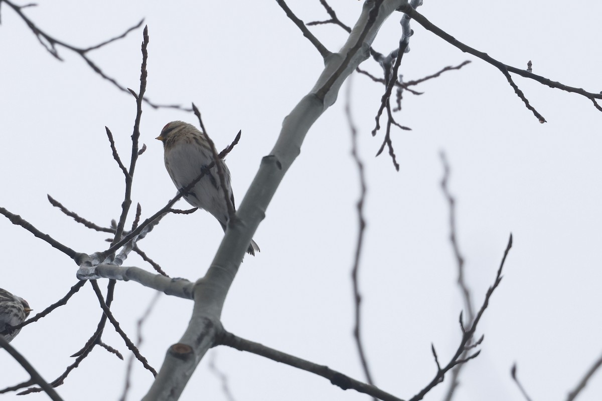 Common/Hoary Redpoll - Chris Daly