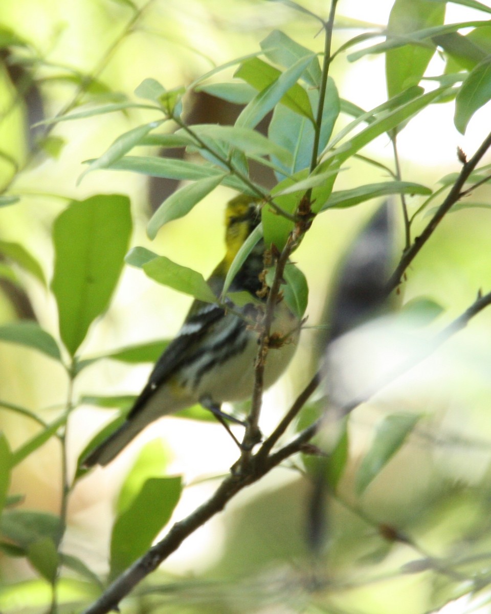 Black-throated Green Warbler - ML614251460