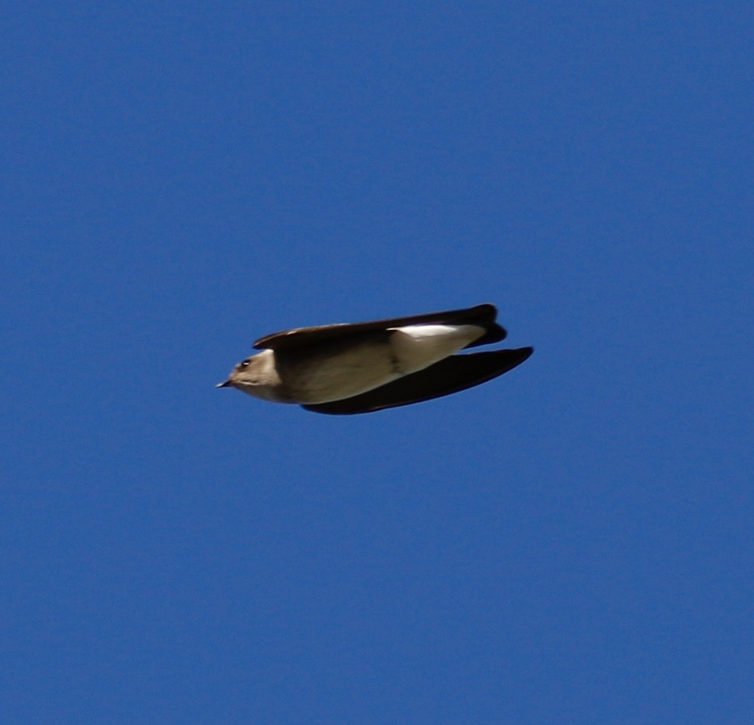 Northern Rough-winged Swallow - ML614251499