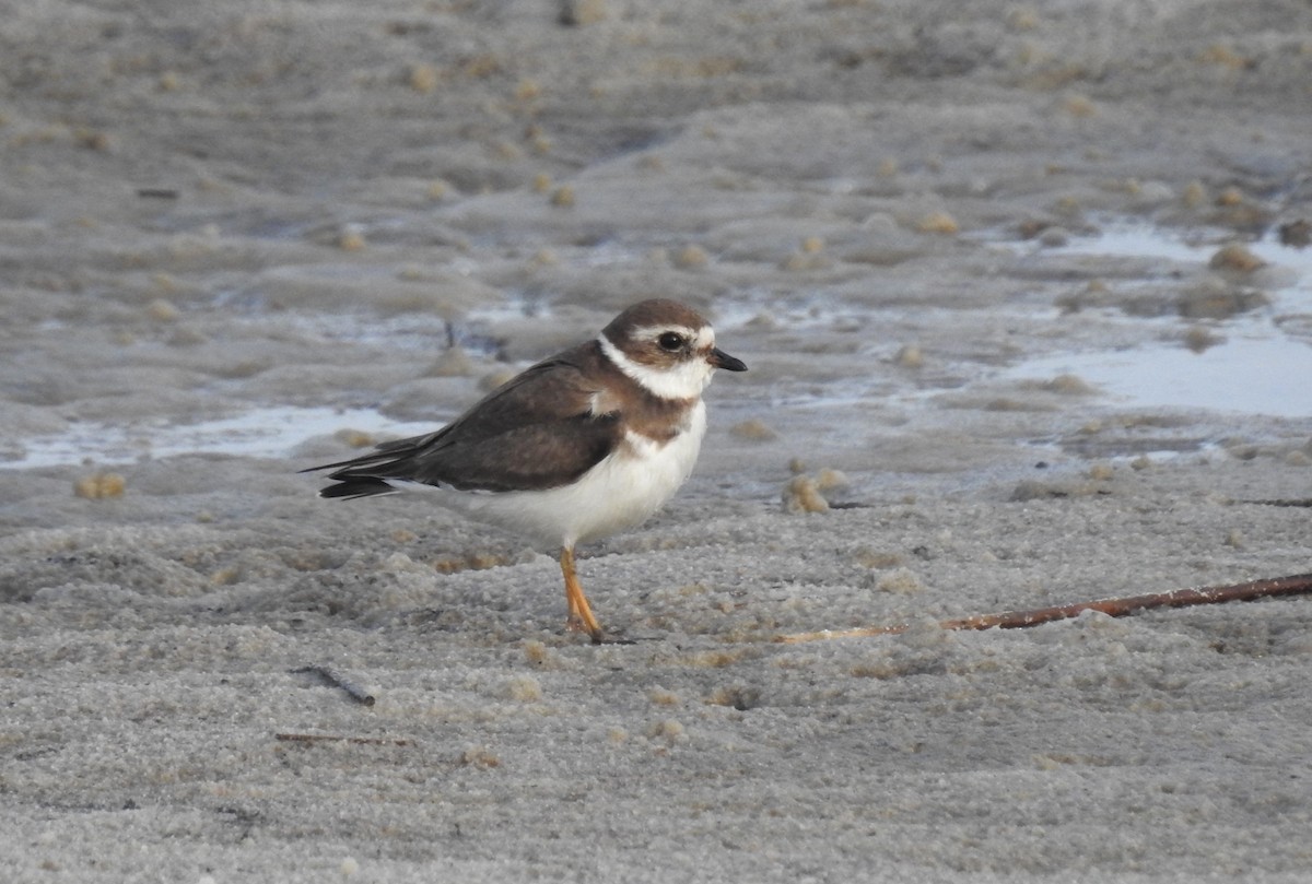 Semipalmated Plover - ML614251630