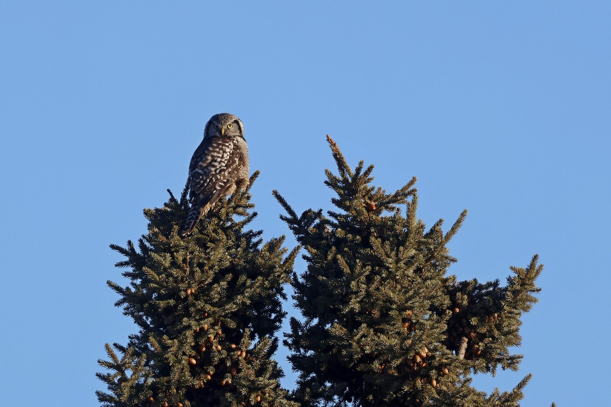 Northern Hawk Owl - ML614251990