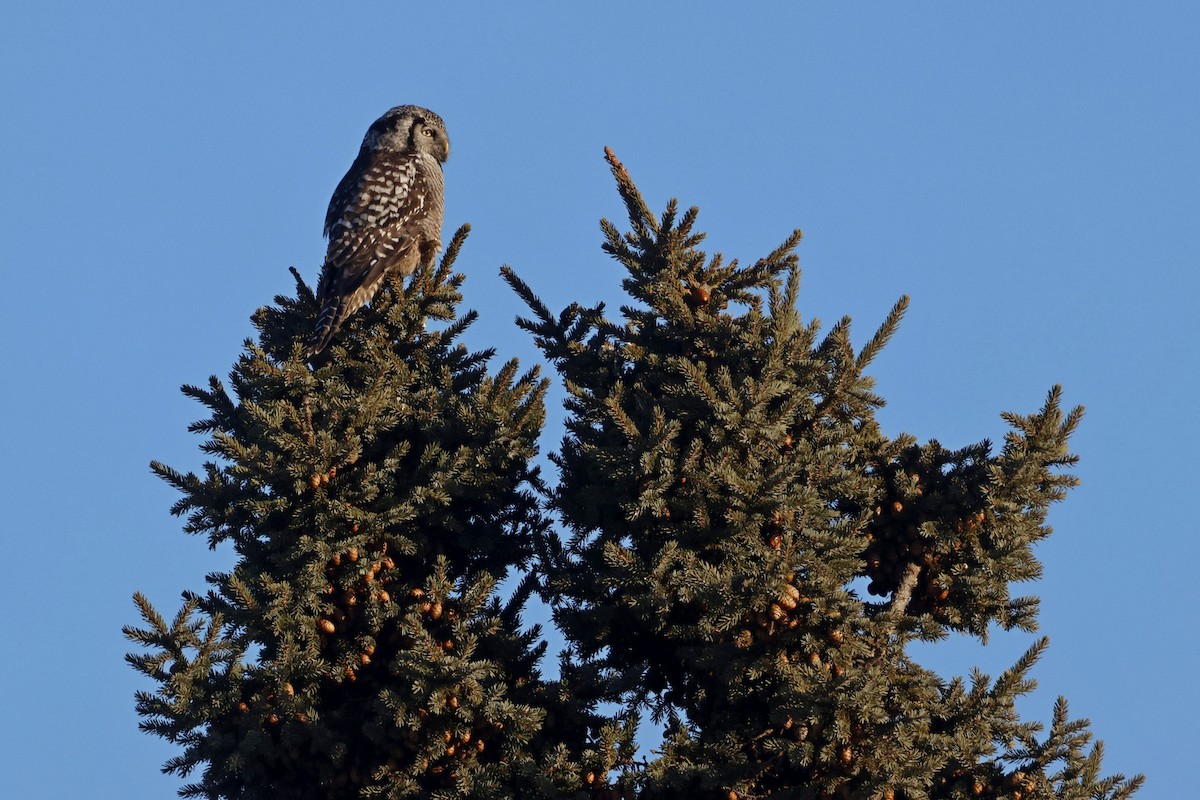 Northern Hawk Owl - ML614252006