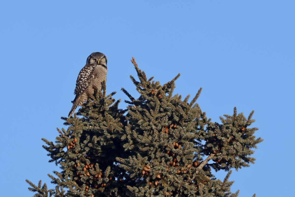 Northern Hawk Owl - ML614252077