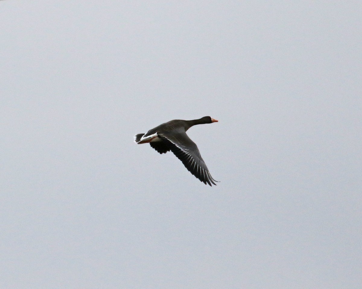 Greater White-fronted Goose - ML614252220