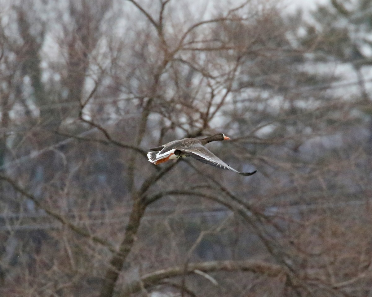 Greater White-fronted Goose - ML614252231