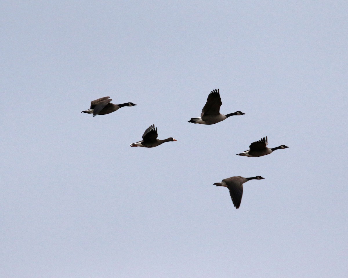 Greater White-fronted Goose - ML614252232