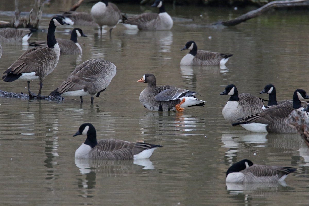Greater White-fronted Goose - ML614252235