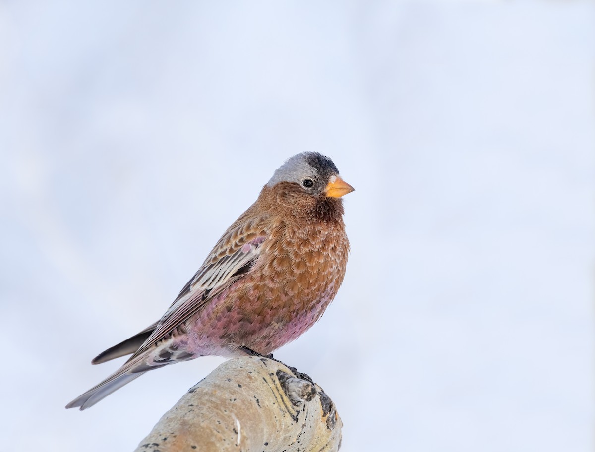 Gray-crowned Rosy-Finch - ML614252241