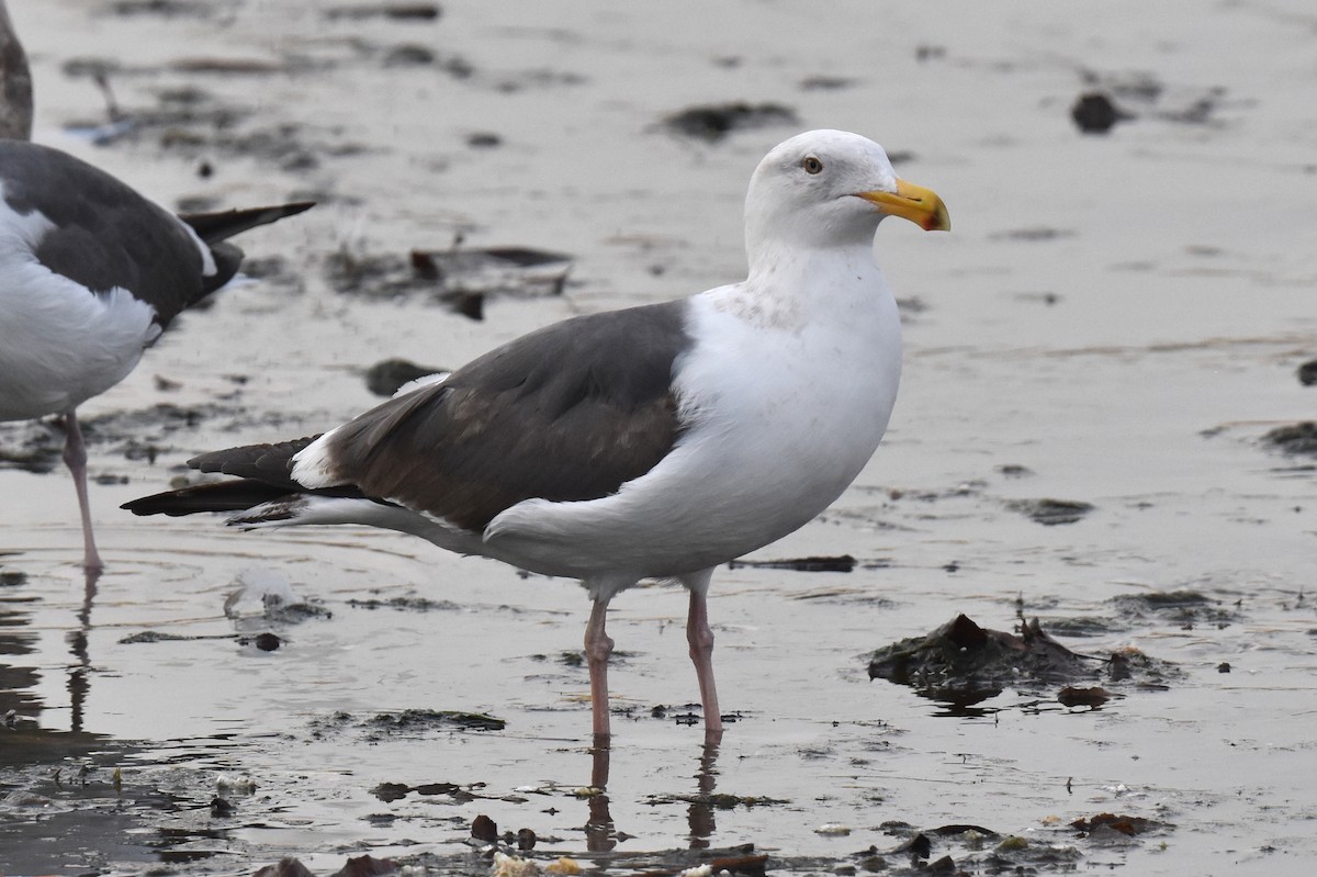 EBird Checklist 31 Jan 2024 Los Angeles River Downey Rd 17   1200