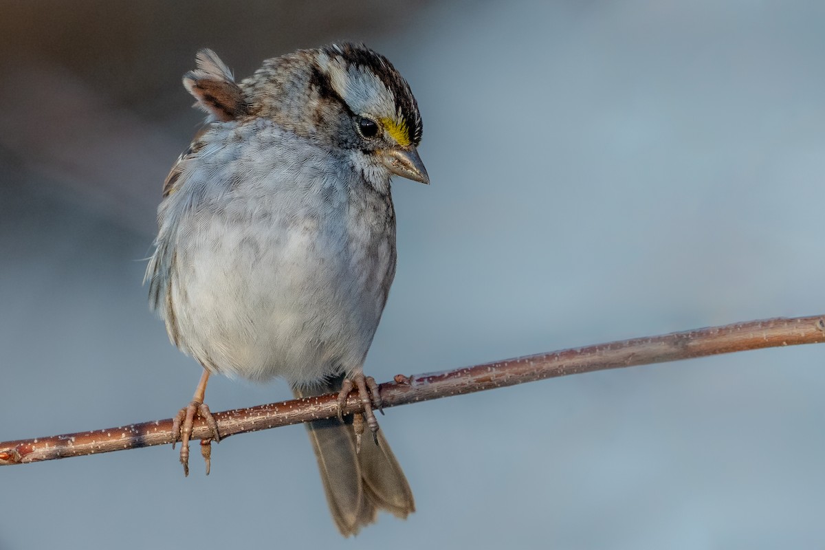 White-throated Sparrow - ML614252811