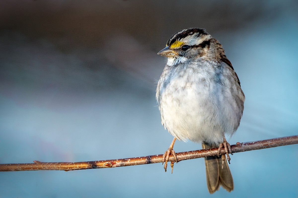 White-throated Sparrow - ML614252812