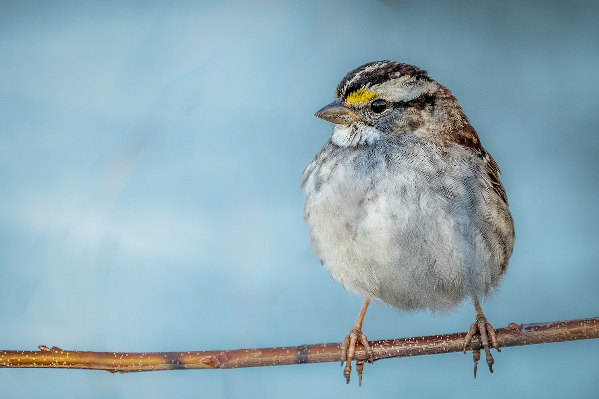 White-throated Sparrow - ML614252813