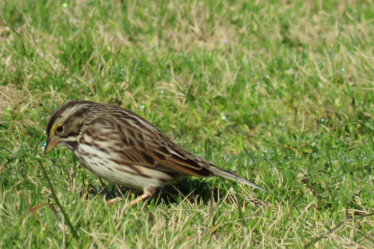 Savannah Sparrow - ML614252824