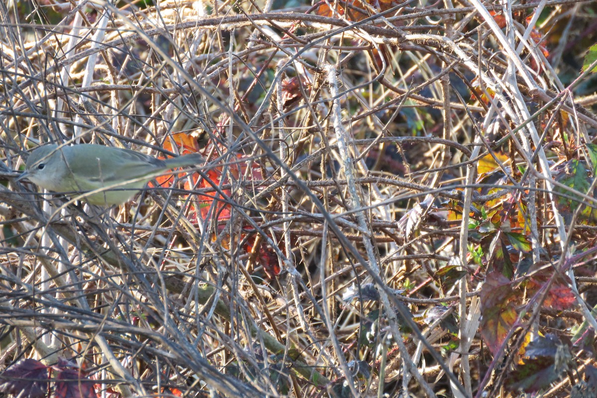 Orange-crowned Warbler - ML614252837