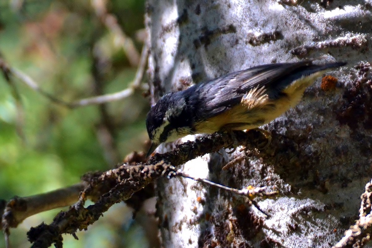 Red-breasted Nuthatch - ML61425311