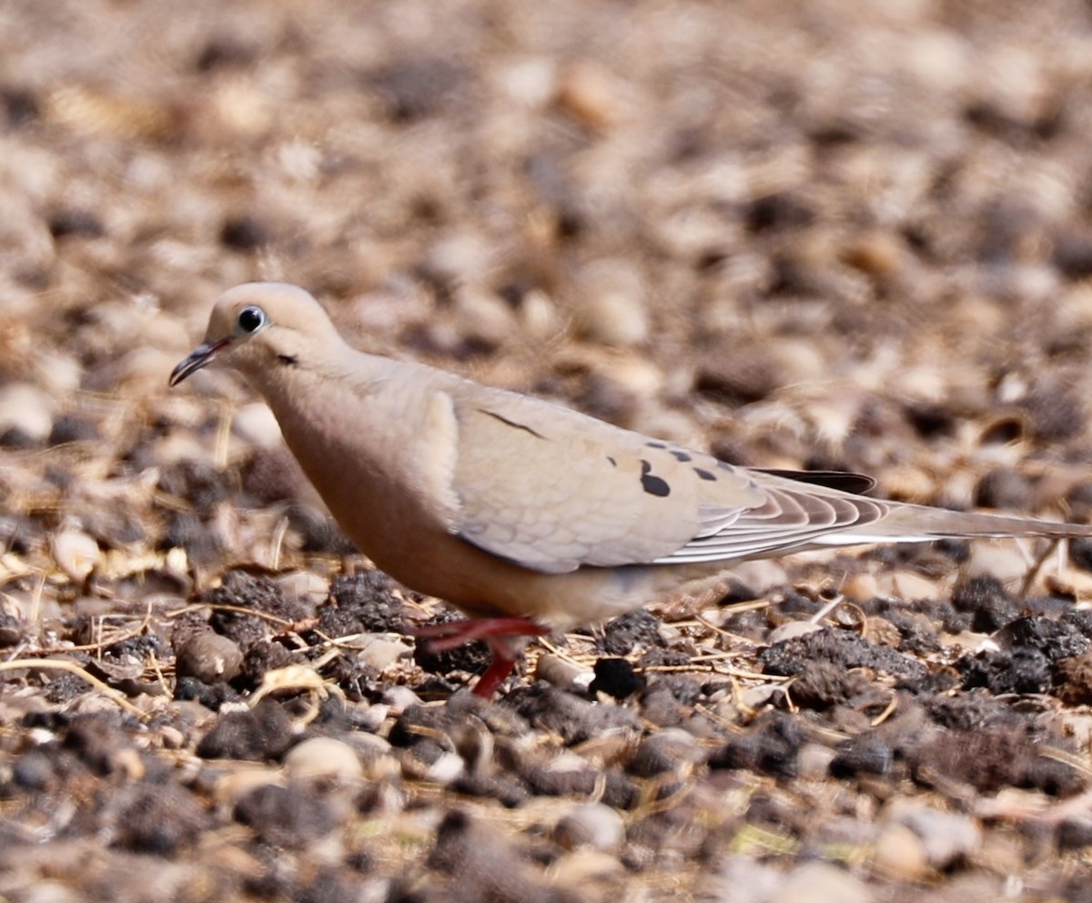 Mourning Dove - Sherman  Wing