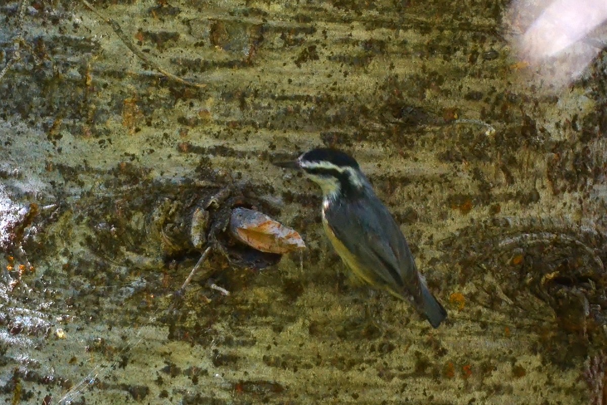 Red-breasted Nuthatch - ML61425331
