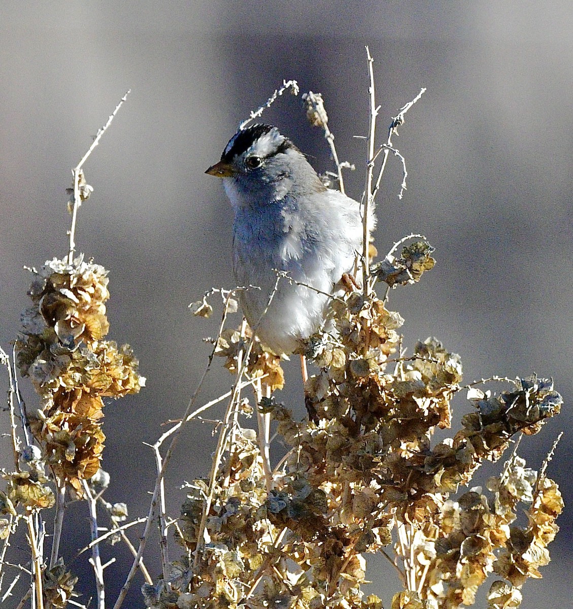 White-crowned Sparrow - ML614253519