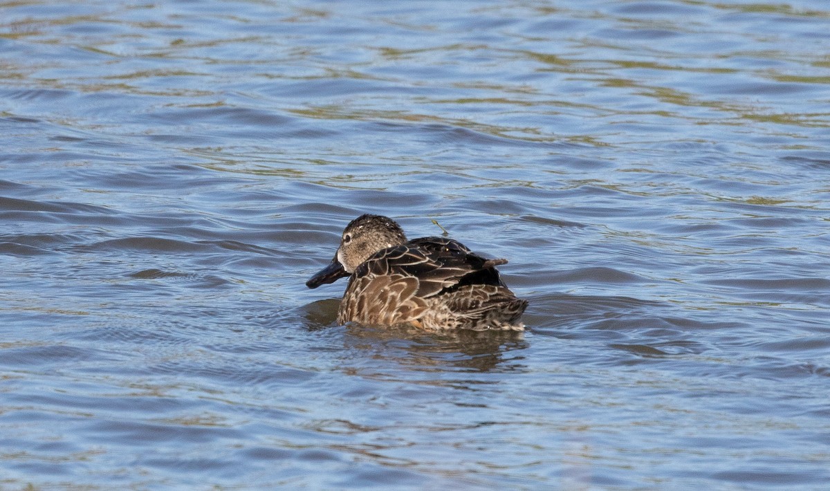 Blue-winged Teal - ML614253571