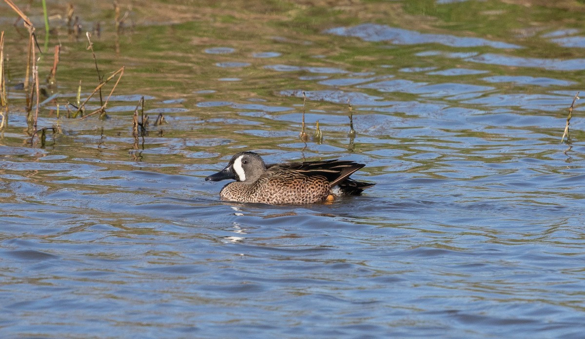 Blue-winged Teal - ML614253572