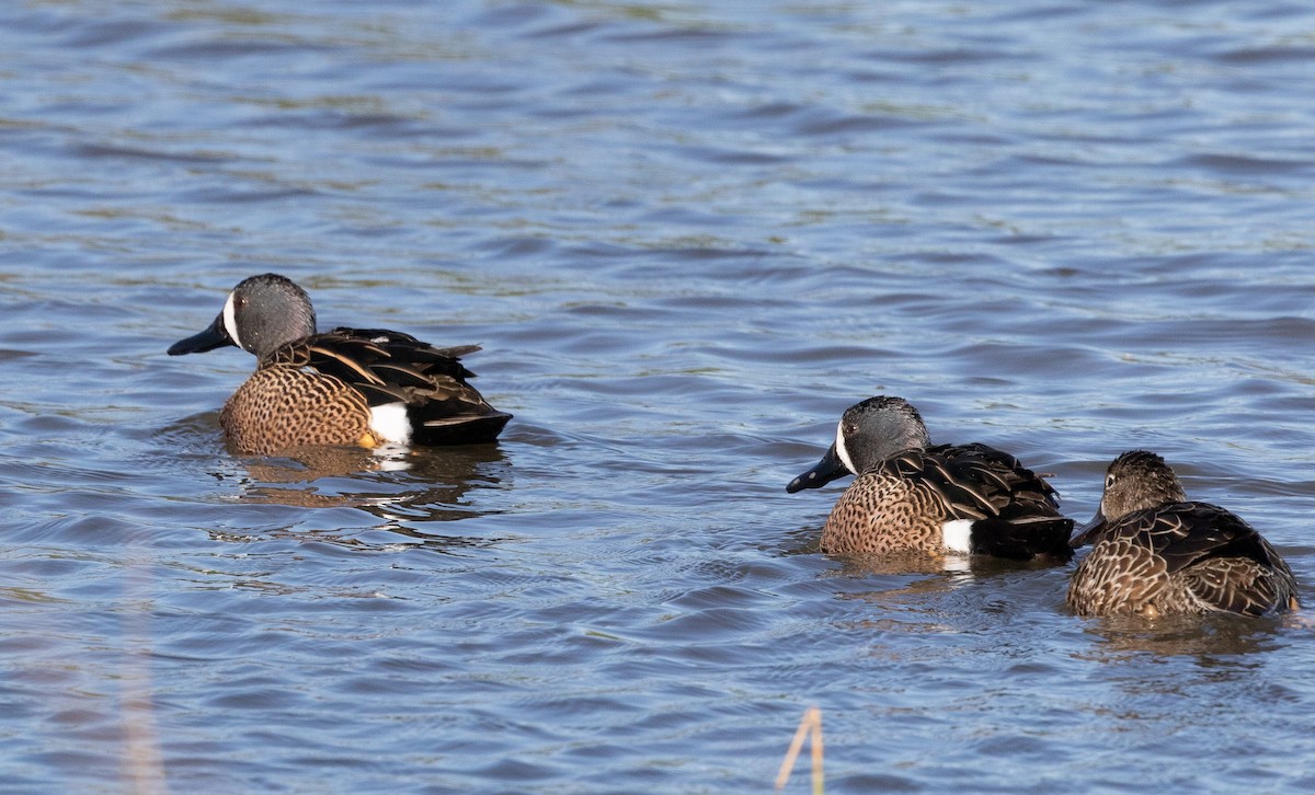 Blue-winged Teal - ML614253574