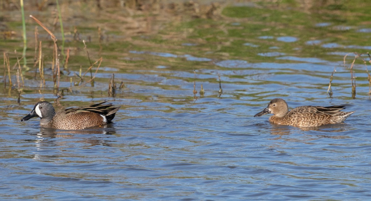 Blue-winged Teal - ML614253578