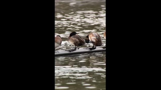 Greater Scaup - ML614253660