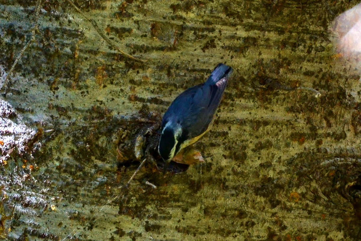 Red-breasted Nuthatch - ML61425371