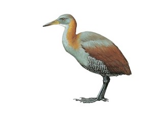  - Snoring Rail