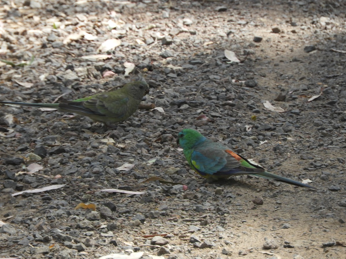 Red-rumped Parrot - Charles Silveira