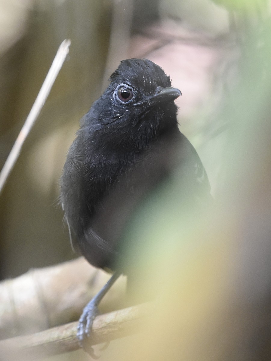 White-lined Antbird - ML614254598