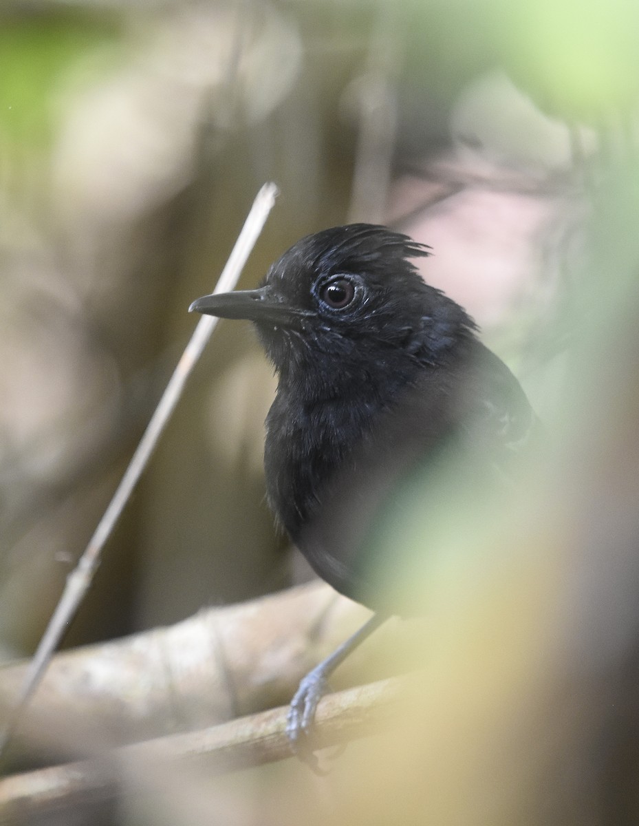 White-lined Antbird - ML614254599