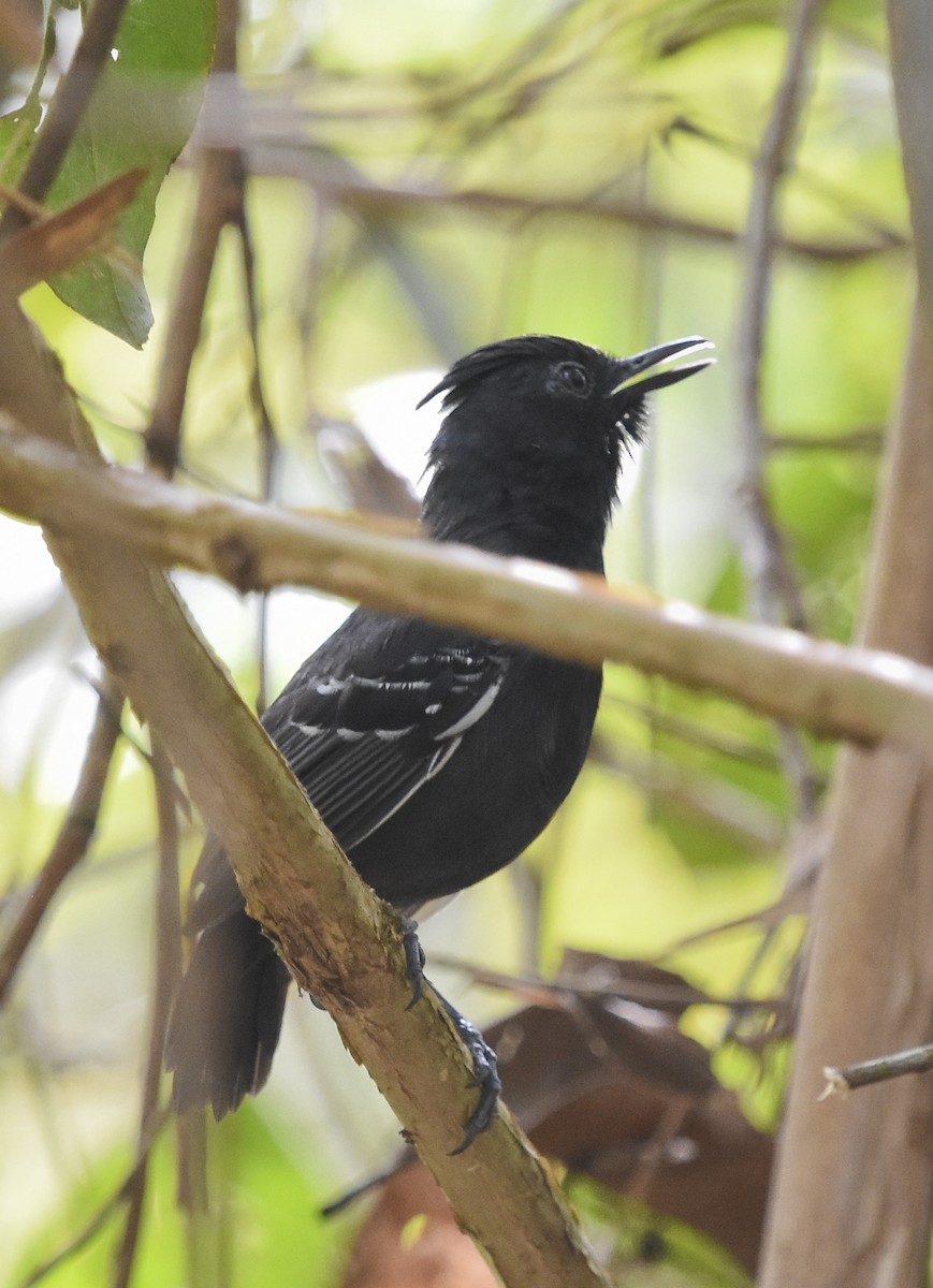 White-lined Antbird - ML614254600