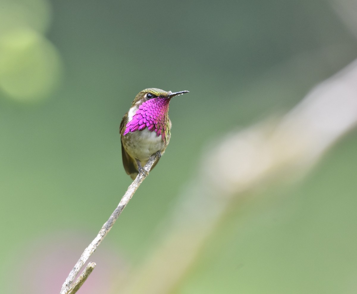 Wine-throated Hummingbird - ML614254638