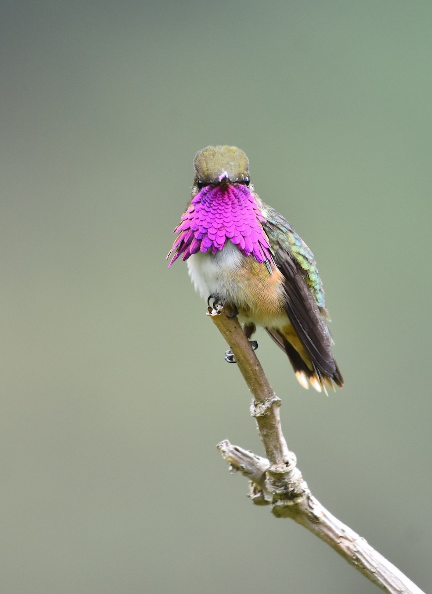 Wine-throated Hummingbird - ML614254639